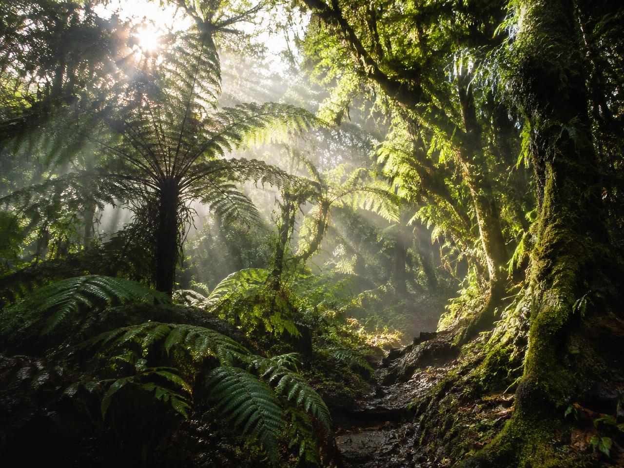Mt. Isarog Natural Park — Sunbeams in the mossy forest